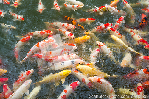 Image of Feeding crap fish