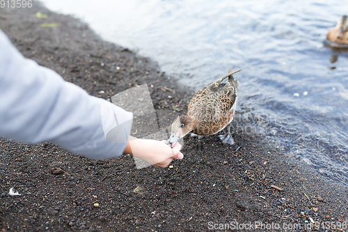 Image of Feeding duck at lake side