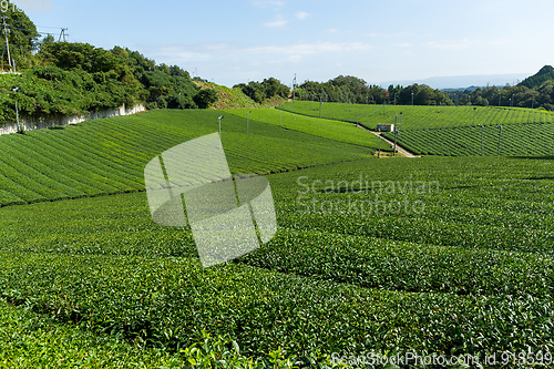 Image of Tea plantation farm