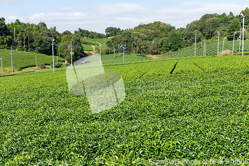 Image of Beautiful tea plantation