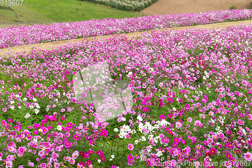 Image of Cosmos flowers in the garden