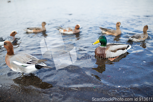 Image of Ducks in lake