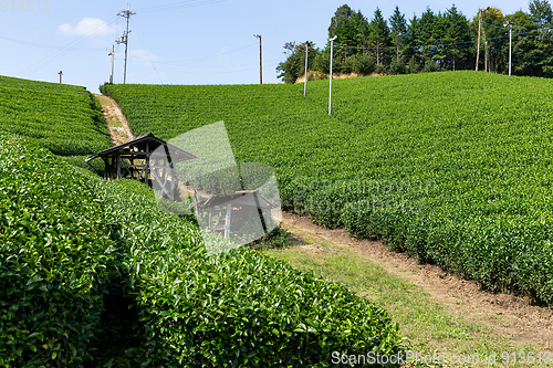 Image of Beautiful fresh green tea plantation
