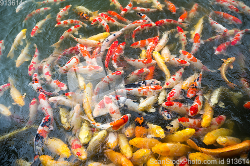Image of Koi fish in pond