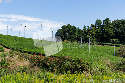 Image of Green Tea farm