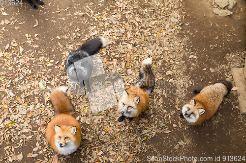 Image of Many fox looking for snack