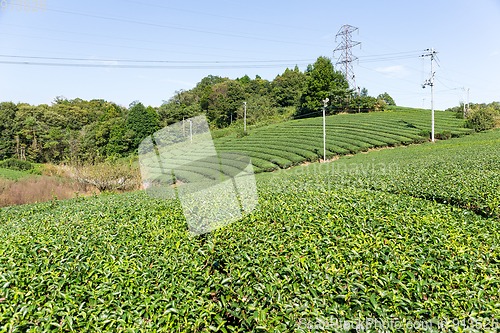 Image of Green tea field