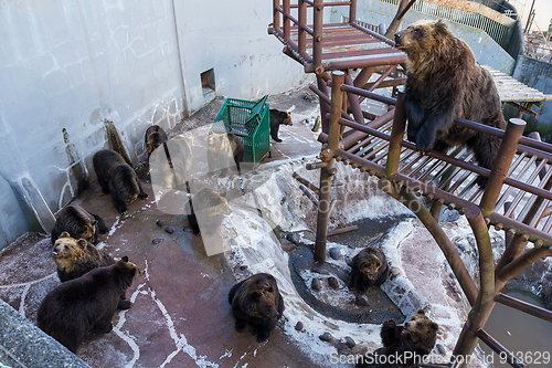 Image of Brown bear in zoo