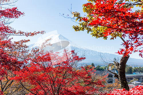 Image of Fujiyama and maple tree