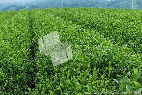 Image of Tea plant in farm