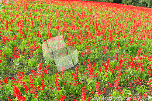 Image of Garden with Salvia plant