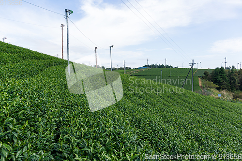 Image of Fresh green tea plantation field