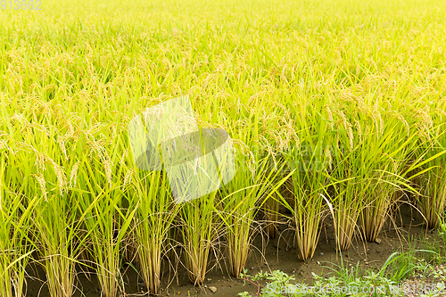 Image of Rice field