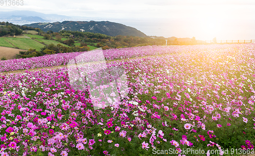 Image of Beautiful Cosmos with sunlight
