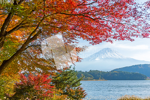 Image of Mt. Fuji in autumn with red maple leaves