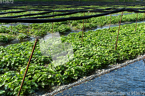 Image of Wasabi plant