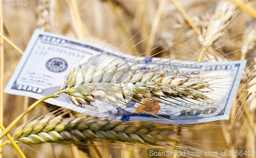 Image of Golden wheat