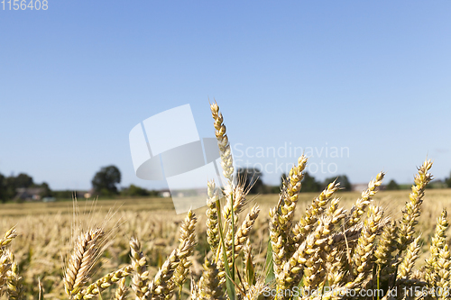 Image of almost ripe wheat