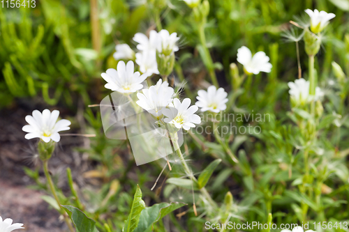 Image of white flowers