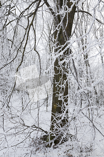 Image of winter frosts