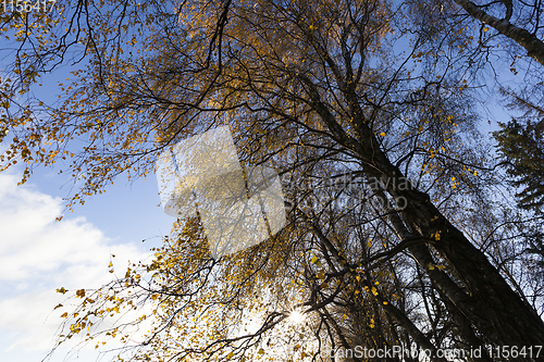 Image of Beech in autumn