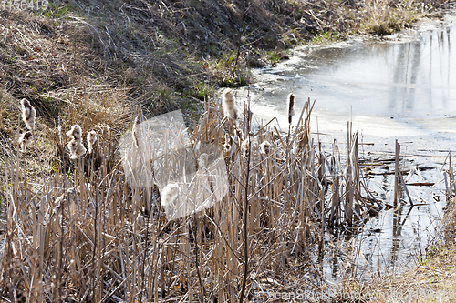 Image of dry reeds