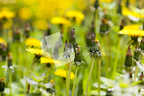 Image of Dandelions in the spring meadow