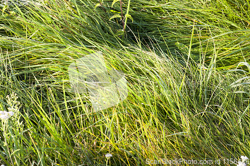 Image of forest grass