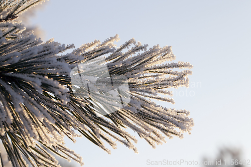 Image of branch in snow