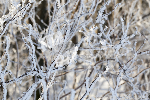 Image of covered with hoarfrost tree