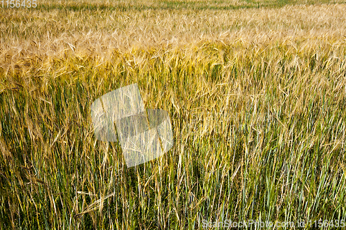 Image of green and yellow barley