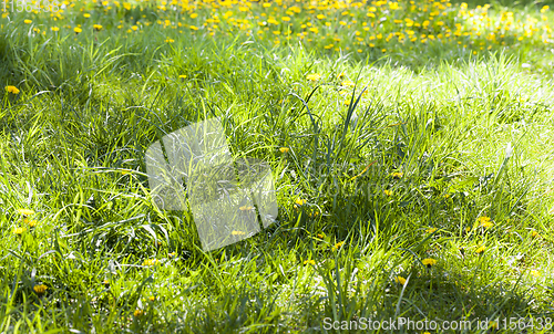 Image of green grass