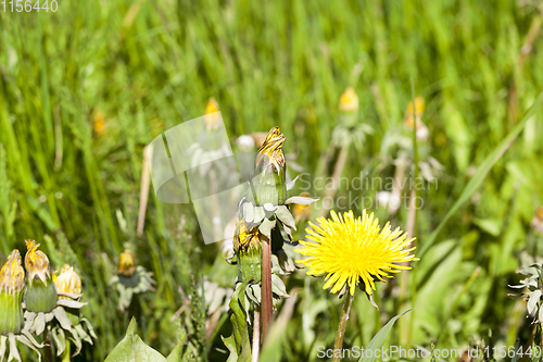 Image of Yellow flowers