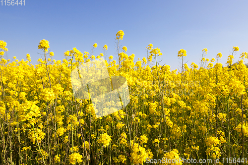 Image of rape during flowering