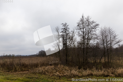 Image of Autumn birches