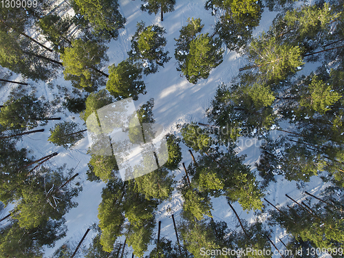 Image of Aerial view of winter forest.