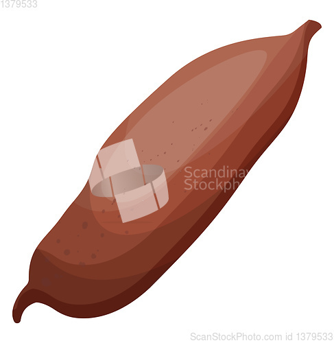 Image of Brown kumara root vector illustration of vegetables on white bac