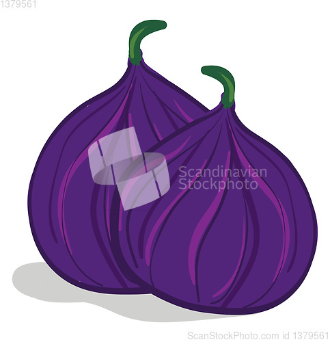 Image of Two fresh, exotic fig fruits, vector or color illustration. 