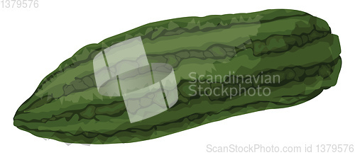 Image of Green bitter melonvector illustration of vegetables on white bac