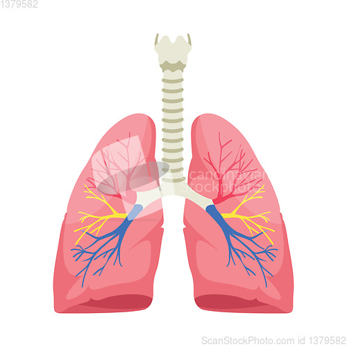 Image of Human lungs anatomy vector illustration on white background.