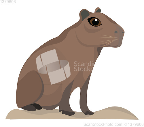 Image of Image of capybara, vector or color illustration.