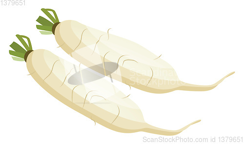 Image of White radish roots vector illustration of vegetables on white ba