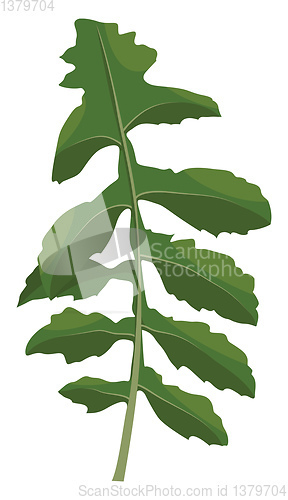 Image of Green ruccola leaf vector illustration of vegetables on white ba