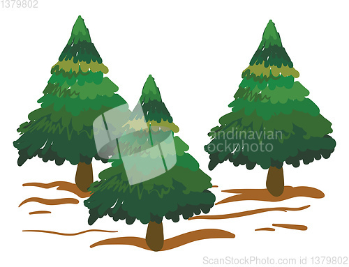 Image of Clipart of spruce trees/Xmas trees vector or color illustration