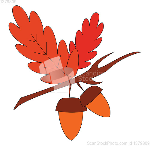 Image of Two oak nuts with red leaves on branch print vector on white bac