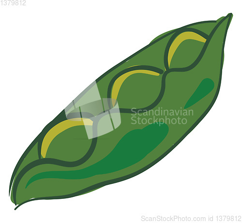 Image of Green peas, vector or color illustration.