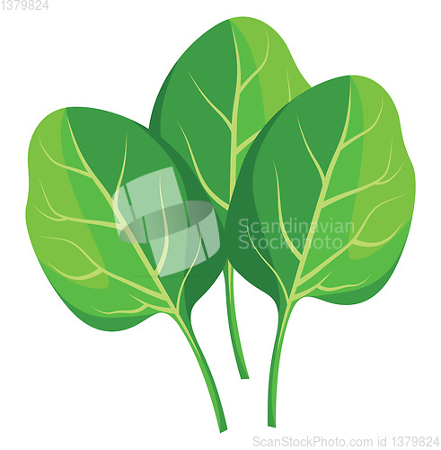 Image of Green spinach leafs vector illustration of vegetables on white b