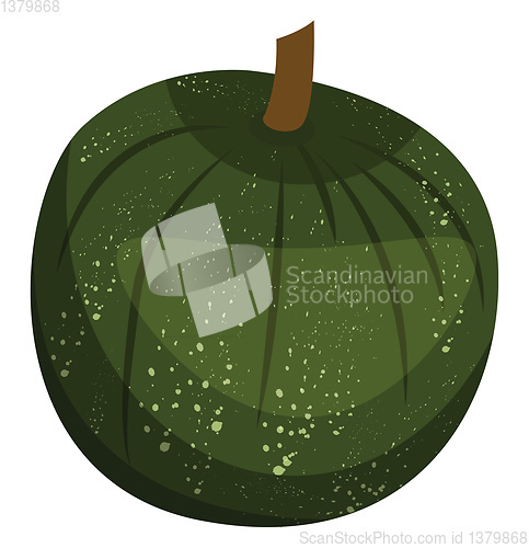 Image of Green pumpkin vector illustration of vegetables on white backgro