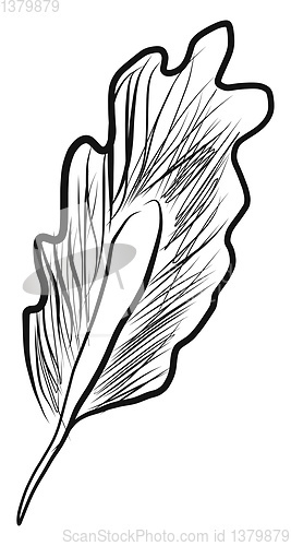Image of Black and white feather vector or color illustration