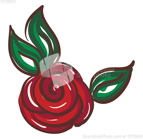 Image of Drawing of rose flower vector or color illustration